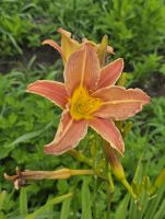 Daylily Hazel Sawyer